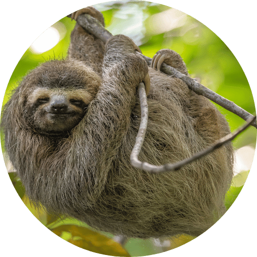 Observation de paresseux au Costa Rica