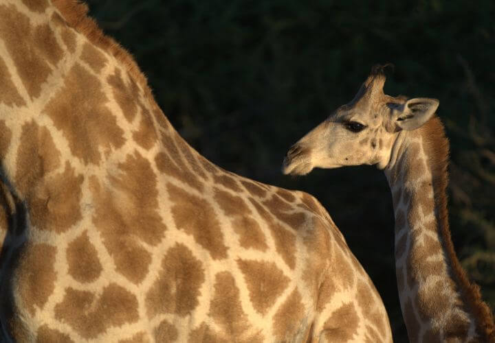 Girafe et son bébé en Namibie