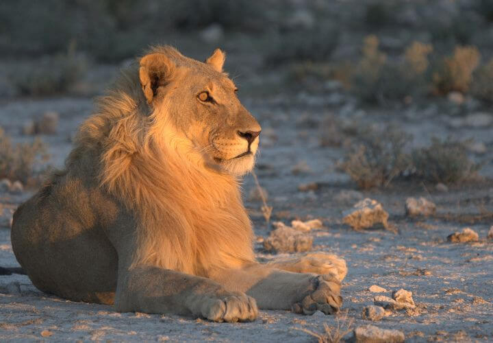 Lion au coucher de soleil à Etosha lors d'un road trip en Namibie