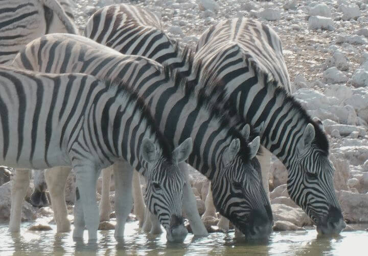 Zèbres qui s'abreuvent à Etosha en Namibie
