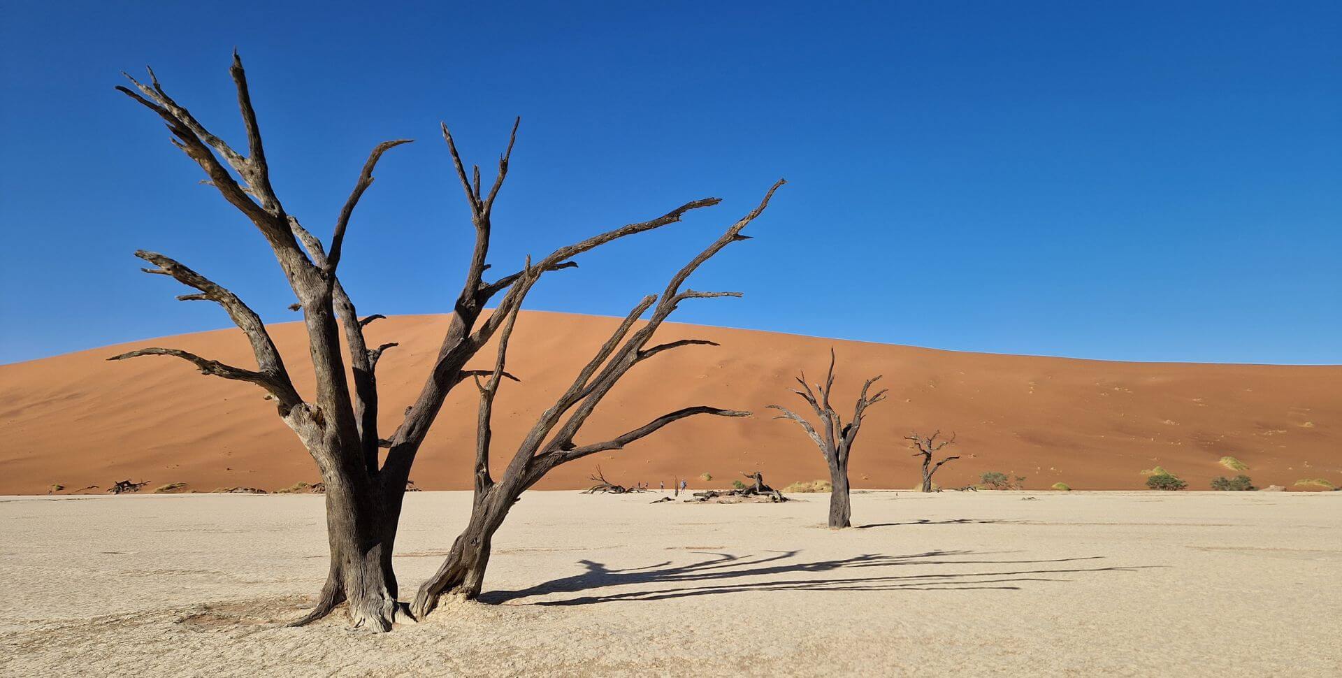 Les arbres morts à Deadbvlei en Namibie