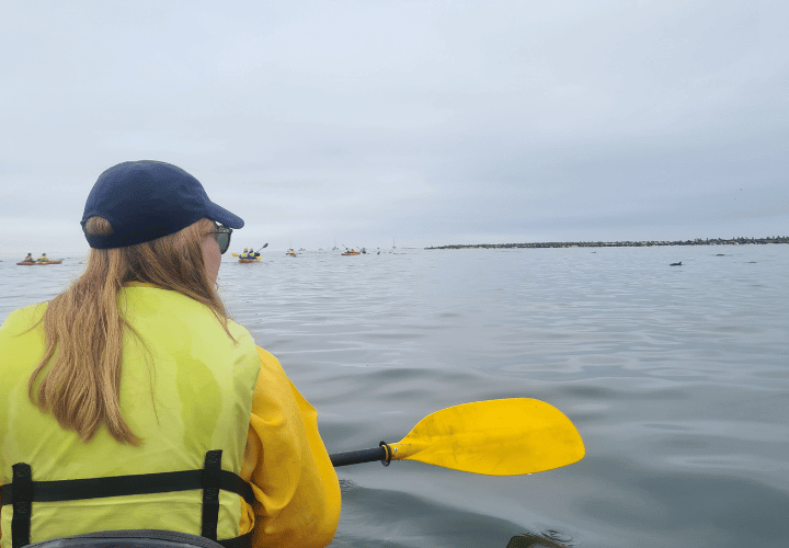 Kayak avec les otaries en namibe