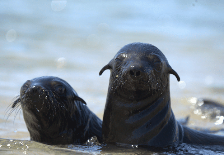 Bébés otaries - road trip namibie