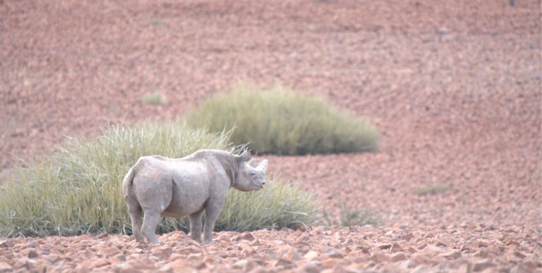 Lire la suite à propos de l’article Où faire un safari : mes destinations préférées pour observer la faune sauvage