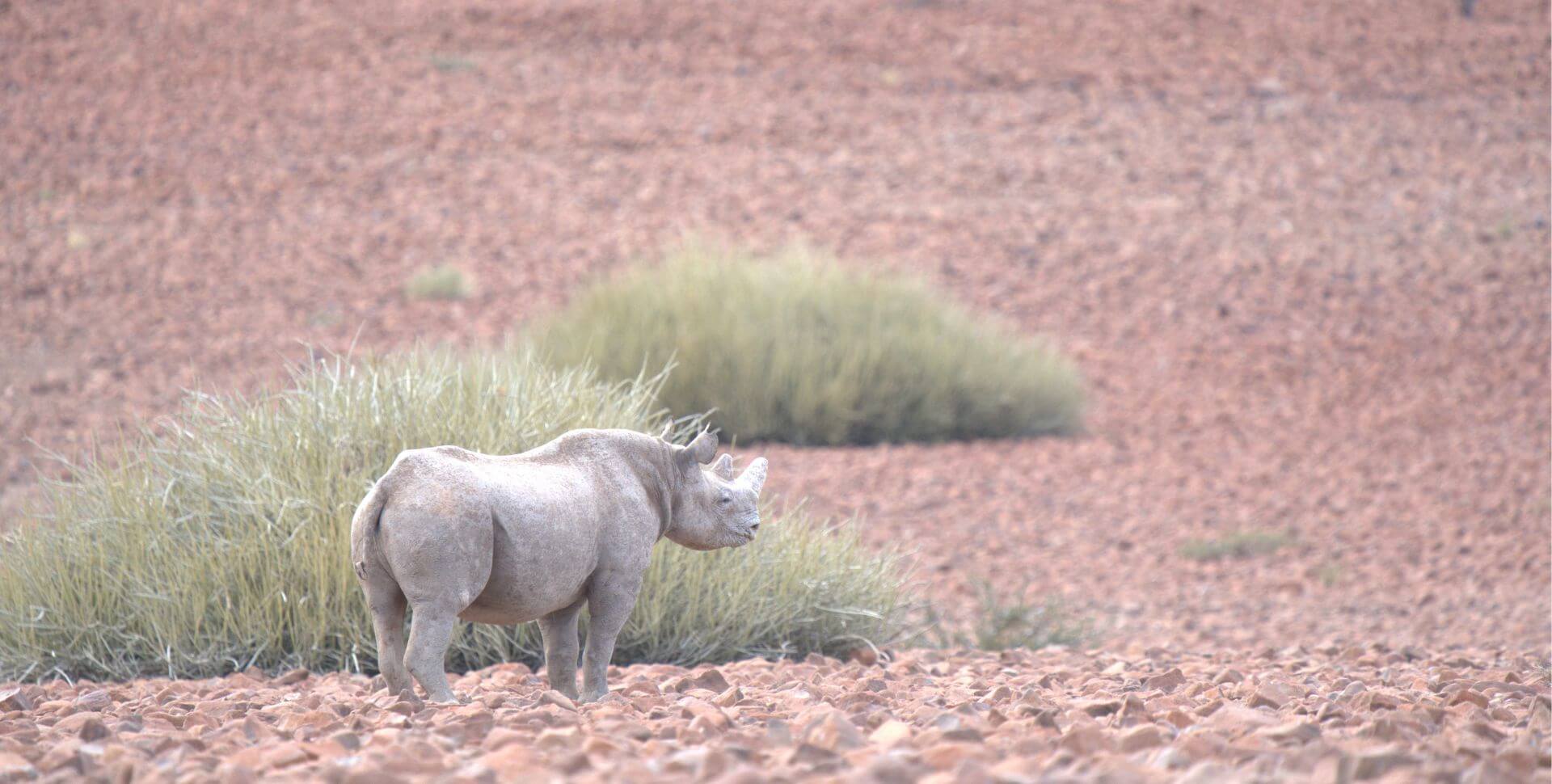 Rhinocéros noir dans le Damaraland lors d'n road trip en Namibie
