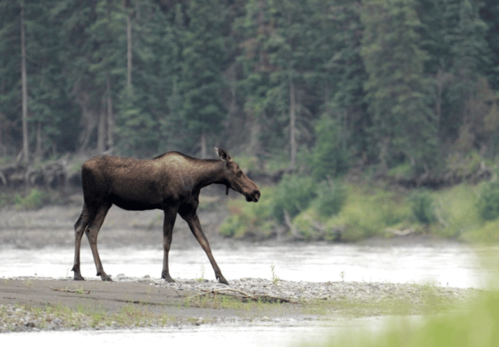 Observation de la faune au canada