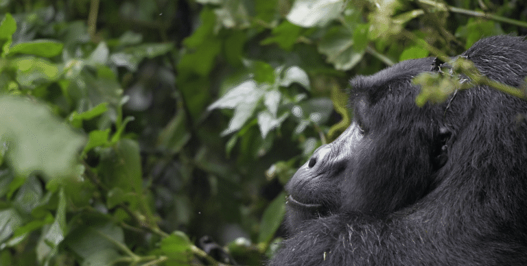 Lire la suite à propos de l’article Voyager en ouganda : Itinéraire complet et conseils pratiques