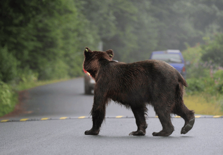Observation du grizzly en amerique