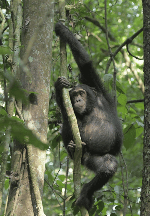 Chimpanzée à Kibale - OUganda