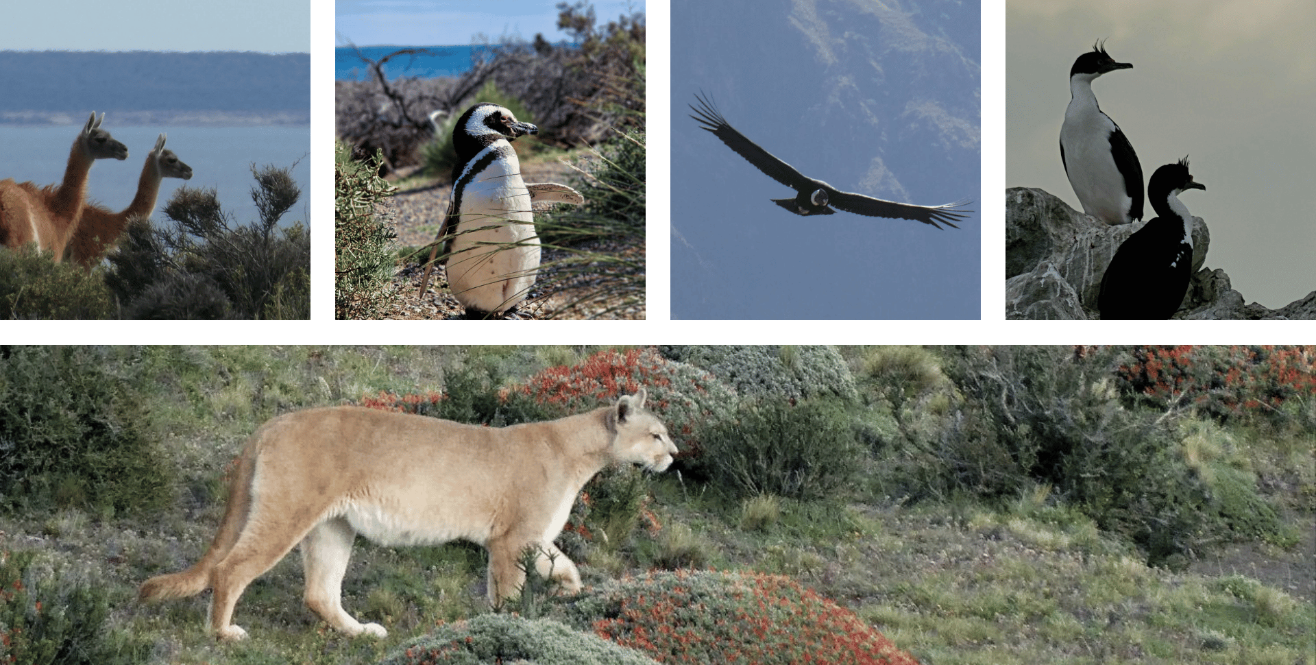 Les animaux en Patagonie