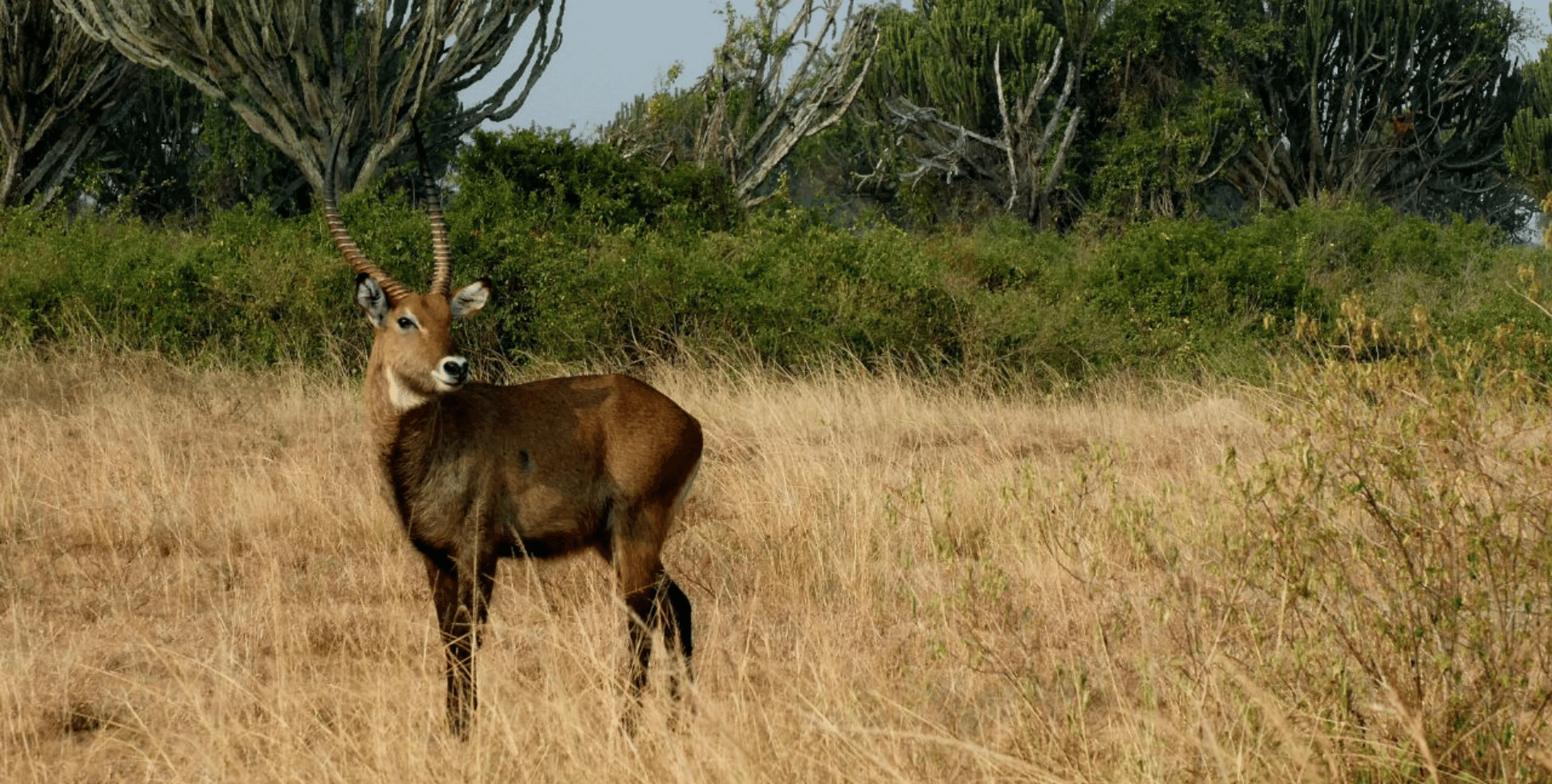 Observation animalière à Queen Elizabeth en Ouganda
