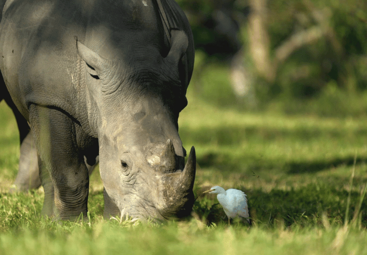 Rhinocéros blanc en Ouganda