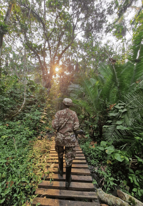 Trekking à la recherche des chimpanzees