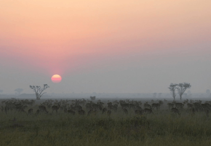 Lever de soleil à Murchison Falls