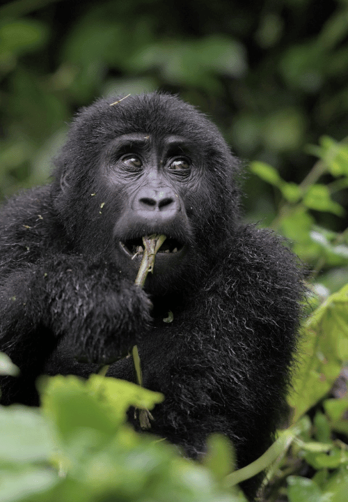 Voyager en ouganda à la recherche des gorilles