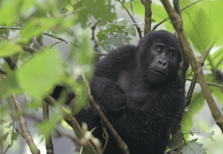 Gorilles dans la foret de bwindi en Ouganda
