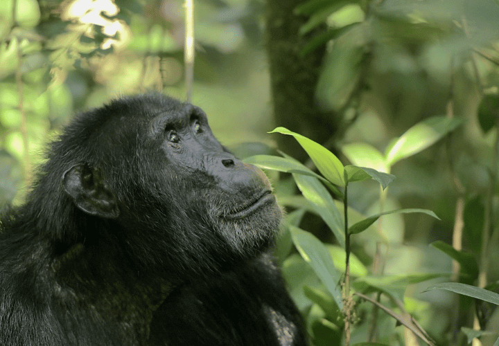 Observation des chimpanzées à Kibale - Ouganda