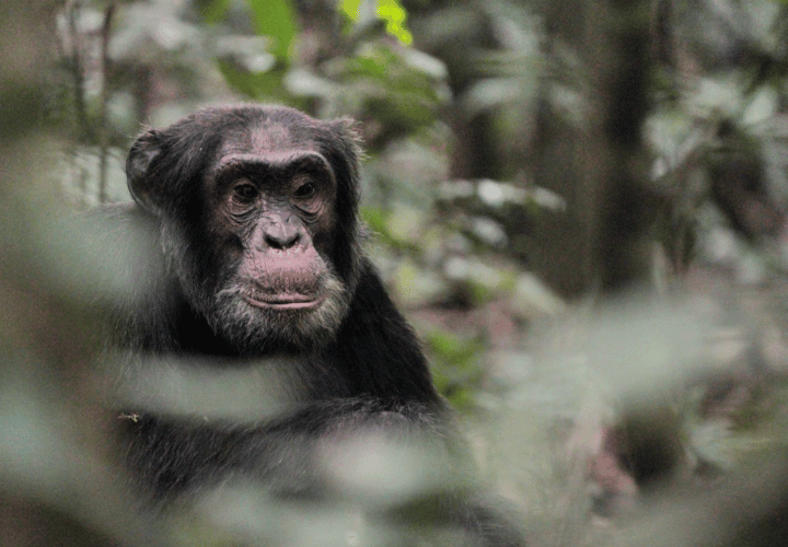 Vieux chimpanzée à Kibale en Ouganda