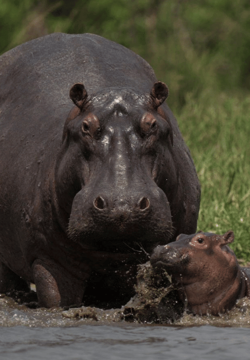 Hippopotame en Ouganda