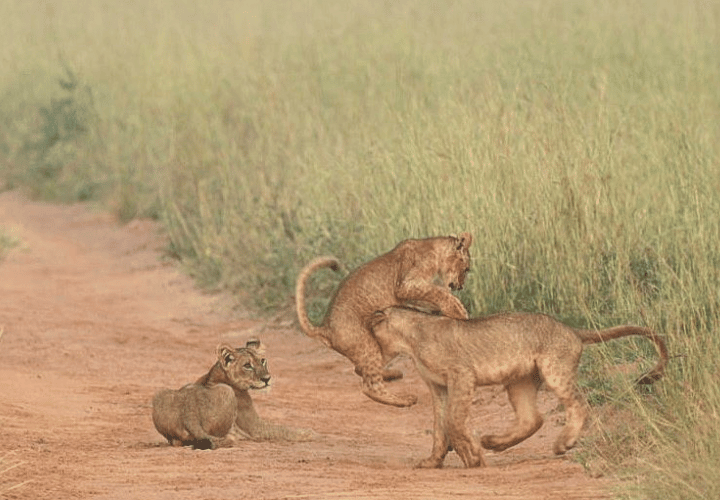 Voyager en ouganda à la rencontre des lions