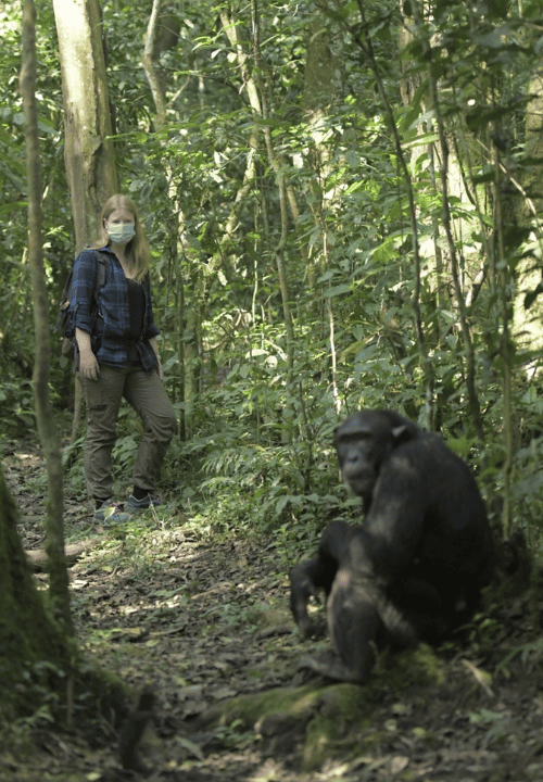 Observation des chimpanzees en ouganda