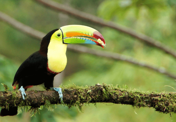 où faire un safari, destination costa rica