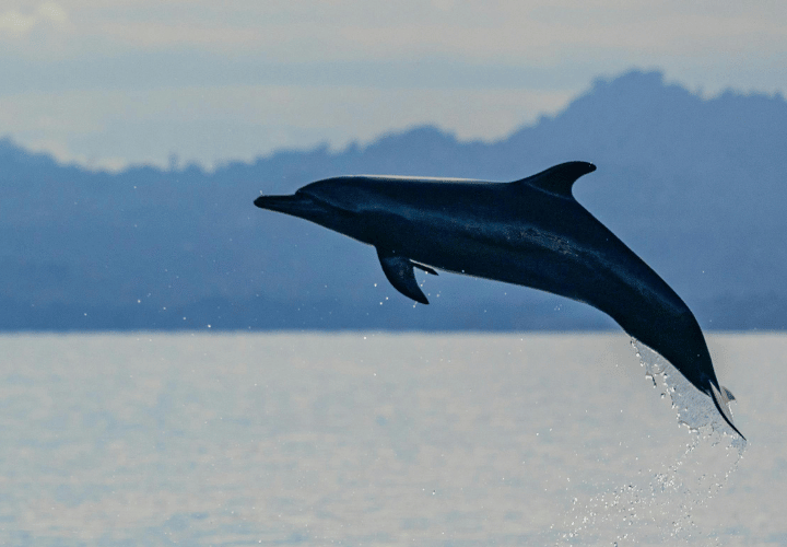 Où faire un safari pour observer des dauphins
