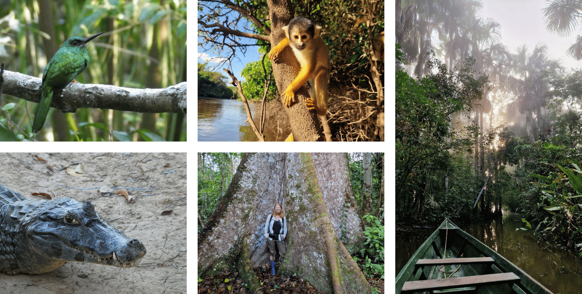 Où partie en safari en amazonie pour observer les animaux