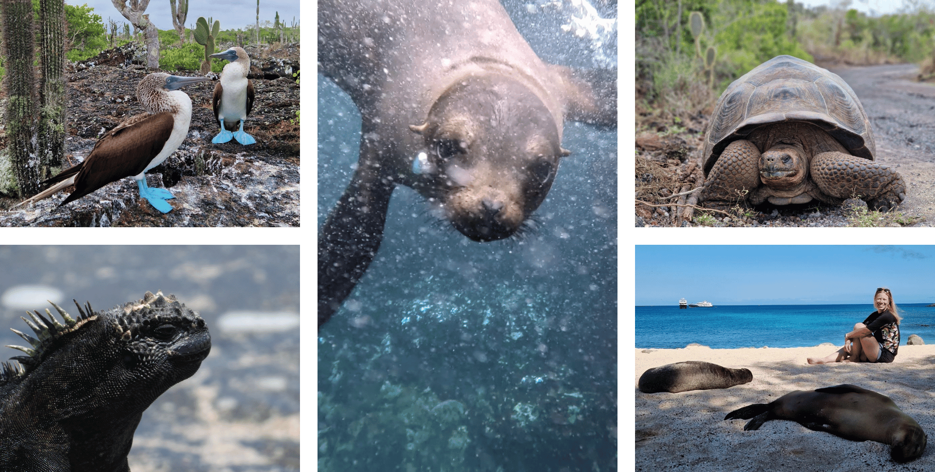 Les Galapagos, une destination idéale où partir faire un safari
