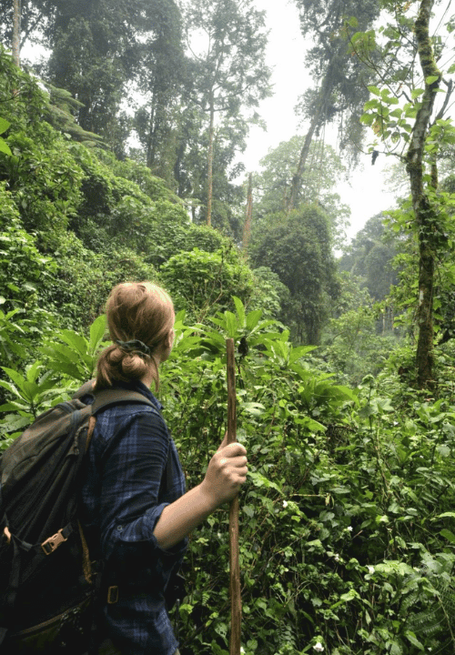 Trekking des gorilles - ouganda