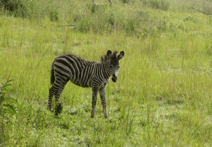 zèbre à Mburo en ouganda